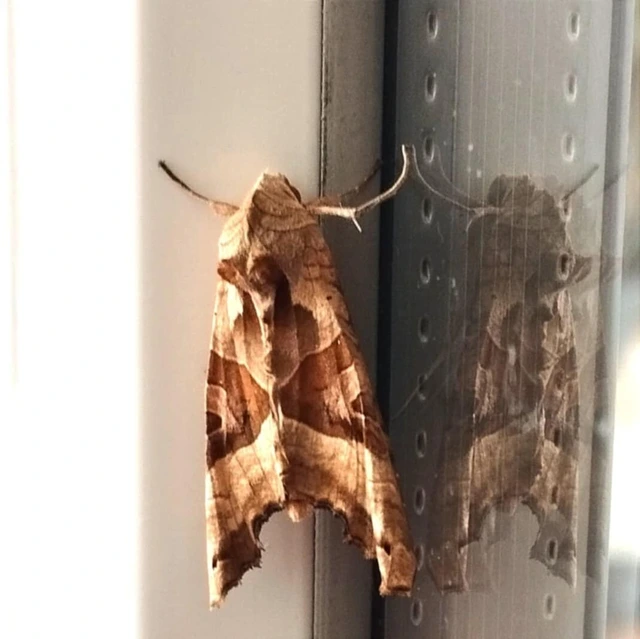 Phlogophora meticulosa - vándorló csipkésbagoly