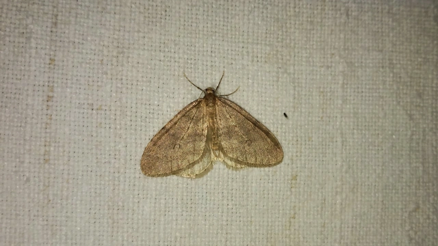 Operophtera brumata - kis téliaraszoló