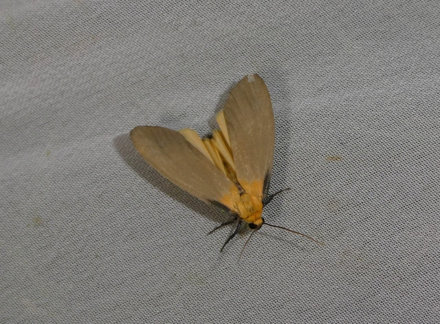 Lithosia quadra - négypettyes zuzmószövő