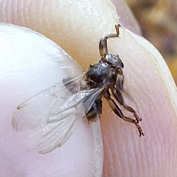 Hippoboscidae - kullancslegyek