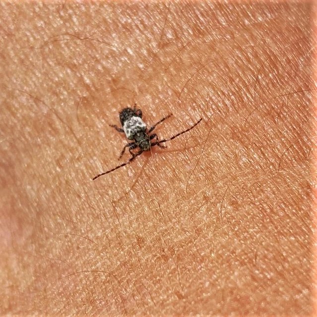 Pogonocherus hispidulus - négytövises ecsetcincér