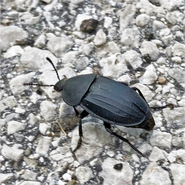 Silpha obscura - közönséges dögbogár