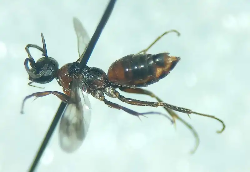 Priocnemis minuta