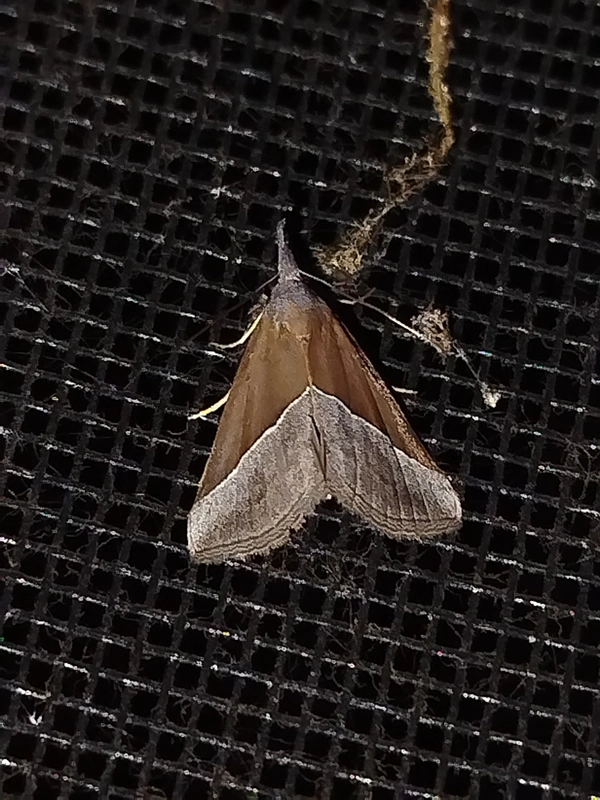 Hypena lividalis - köpenyes karcsúbagoly