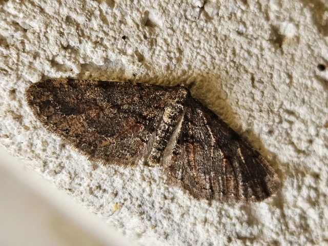 Agriopis bajaria - kökény-téliaraszoló