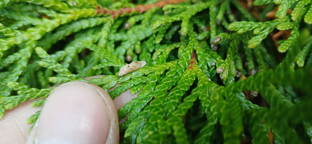 Fieberiella