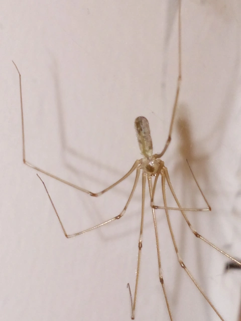 Pholcus phalangioides - nagy álkaszáspók