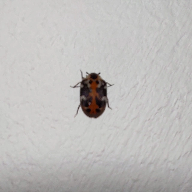 Anthrenus scrophulariae - nagy múzeumbogár
