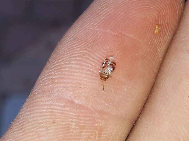 Deraeocoris lutescens - sárgás mezeipoloska Deraeocoris lutescens - sárgás mezeipoloska