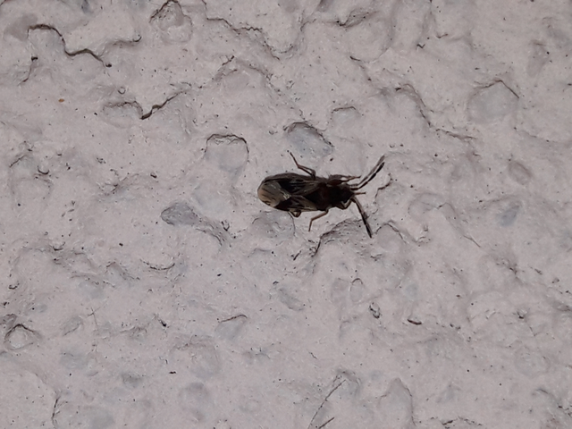 Scolopostethus Scolopostethus