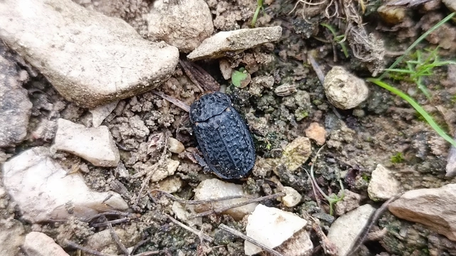Thanatophilus rugosus - ripacsos dögbogár