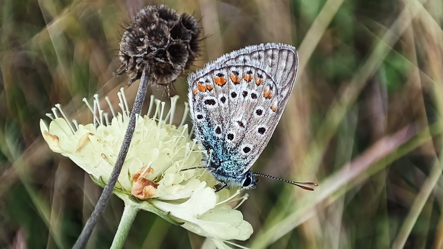 Polyommatus icarus - közönséges boglárka