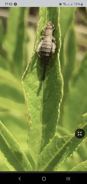 Arachnocephalus vestitus