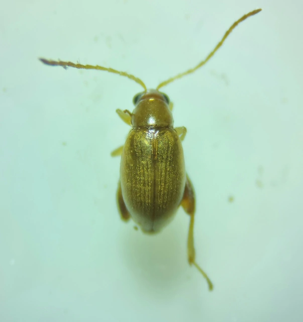 Longitarsus