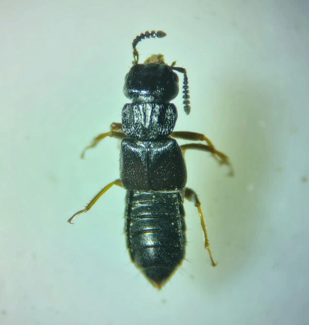 Anotylus hybridus - erdei korhóholyva Anotylus hybridus - erdei korhóholyva