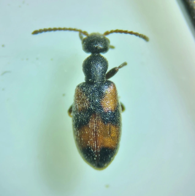 Anthicus antherinus - közönséges fürgebogár
