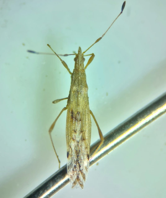 Berytinus
