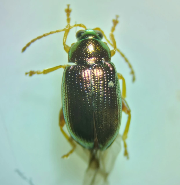 Crepidodera lamina
