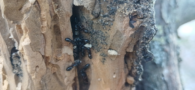 Camponotus fallax - ligeti lóhangya