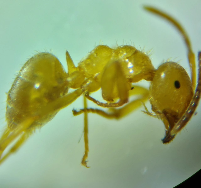 Lasius jensi - sztyeppi borostyánhangya