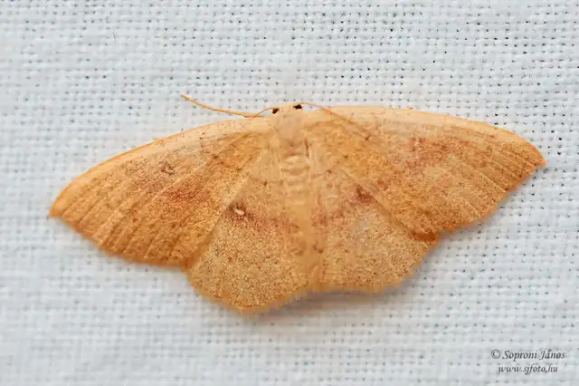 Cyclophora linearia - vonalas pettyesaraszoló