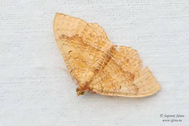Camptogramma bilineata - kétvonalas sávosaraszoló