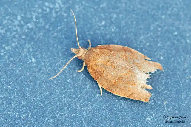 Tortricidae - sodrómolyfélék
