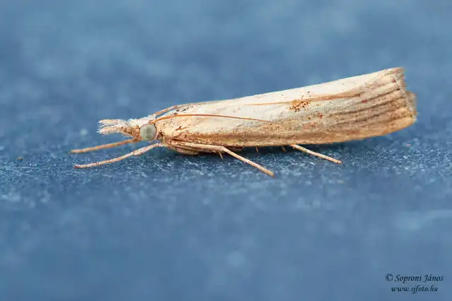 Crambidae - fűgyökérrágó molyfélék
