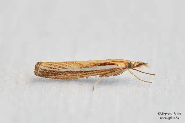 Crambidae - fűgyökérrágó molyfélék