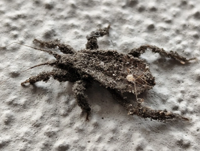 Reduvius personatus - szemetes zugpoloska
