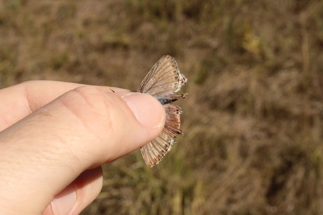 Polyommatus coridon - ezüstkék boglárka