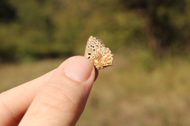Polyommatus coridon - ezüstkék boglárka