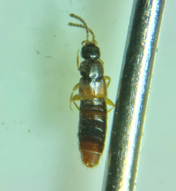 Amischa decipiens - barnás trapézfejűholyva