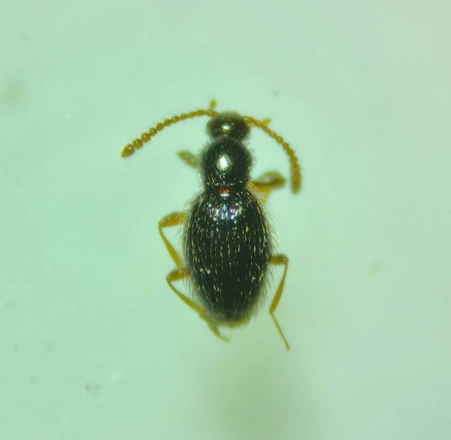 Stenichnus pusillus - fogascombú gödörkésbogár