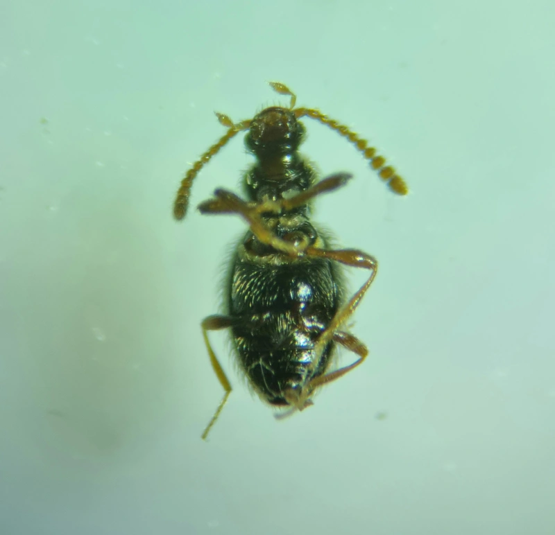 Stenichnus pusillus - fogascombú gödörkésbogár