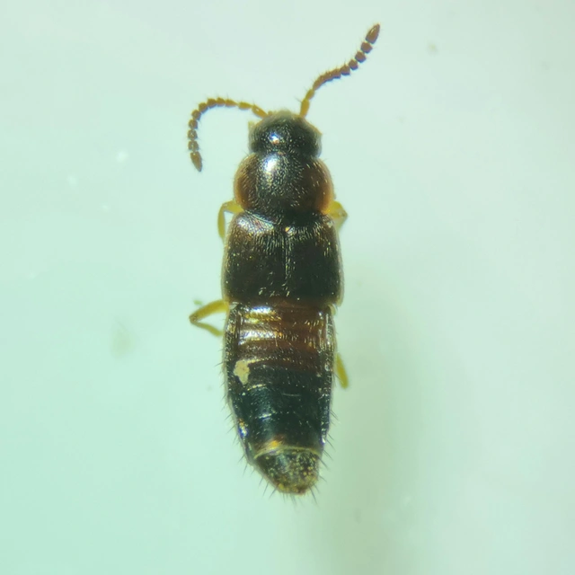 Mocyta negligens - sárgás komposztholyva