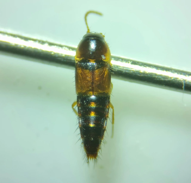 Tachyporus hypnorum - közönséges kószaholyva