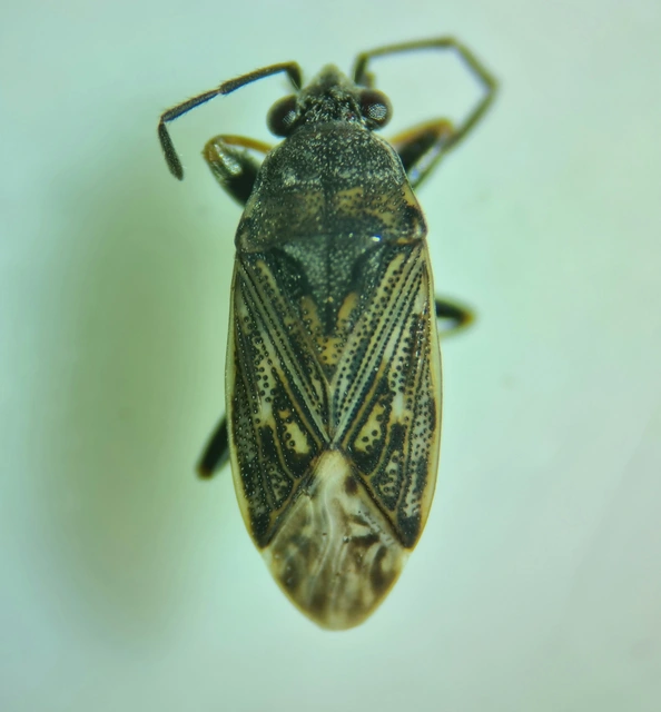 Peritrechus