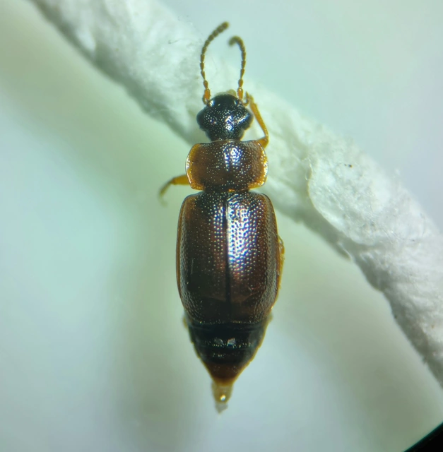 Anthobium atrocephalum - feketésfejű felemásholyva