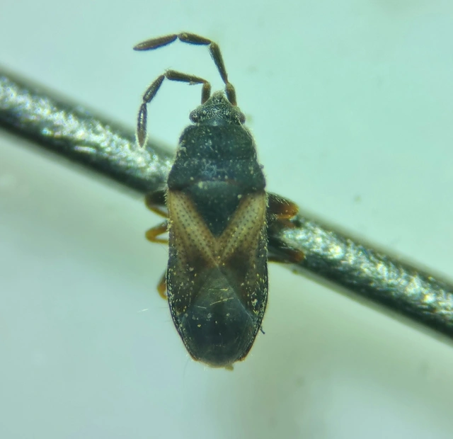 Tropistethus holosericus - törpebodobács
