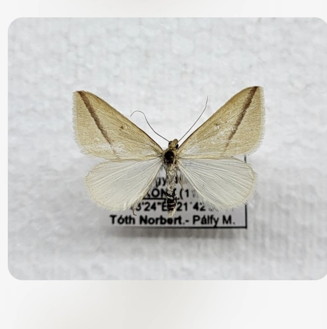 Rhodometra sacraria - rózsacsíkos araszoló