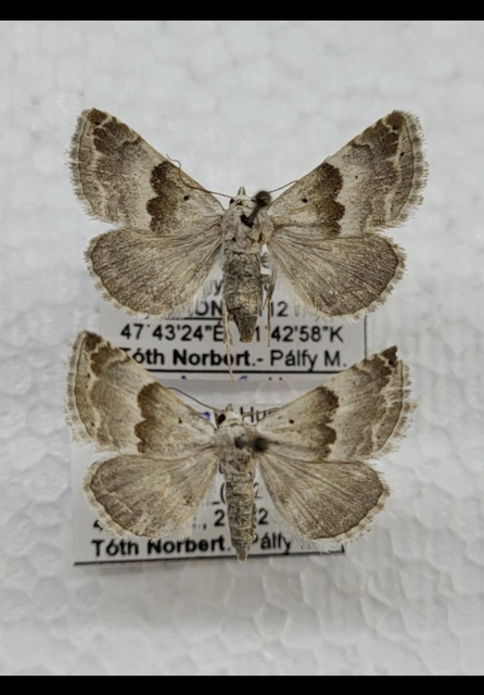 Eublemma amoena - zöldes törpebagoly