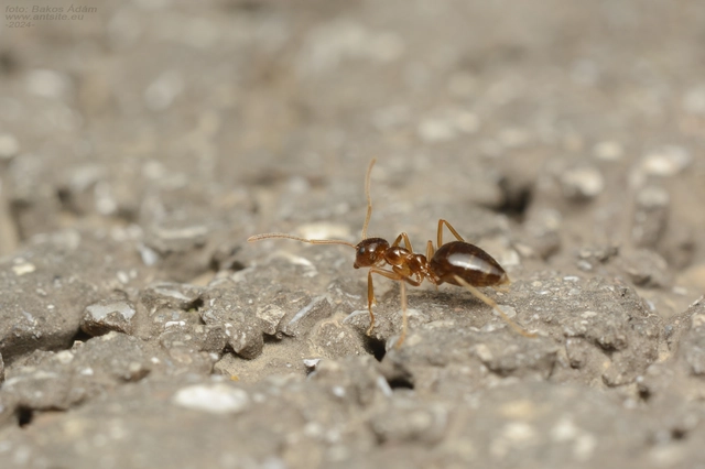 Prenolepis nitens - ragyogóhangya