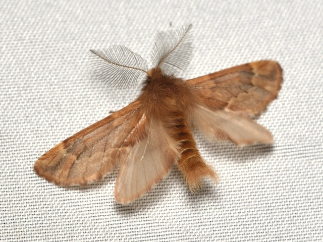 Ptilophora plumigera - tollas púposszövő