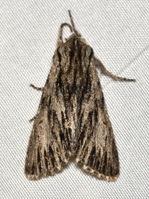 Asteroscopus sphinx - csillagnéző bundásbagoly