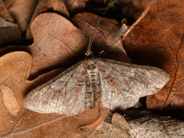 Agriopis bajaria - kökény-téliaraszoló