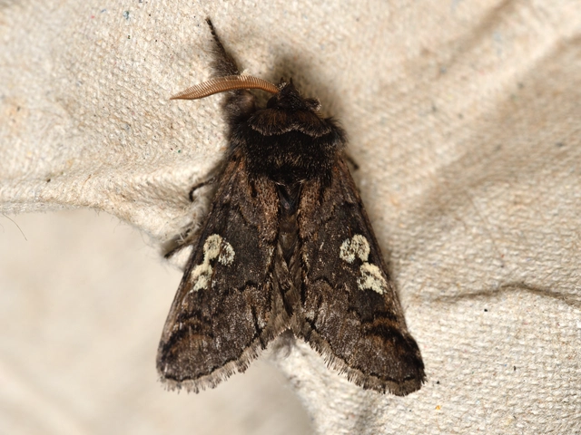 Diloba caeruleocephala - őszi kékesbagoly