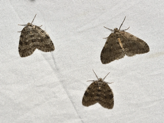 Epirrita christyi/dilutata