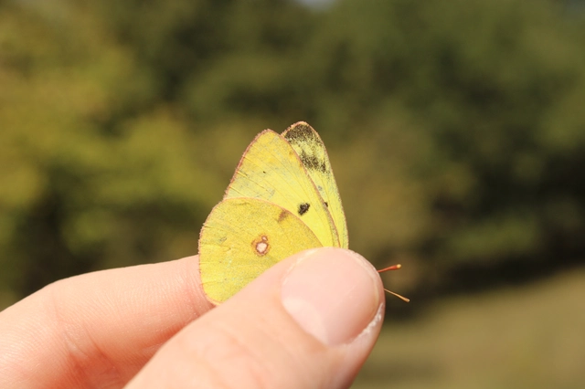 Colias hyale - kéneslepke