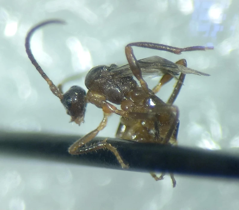 Paralipsis enervis